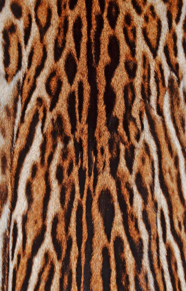 Tiger rugs