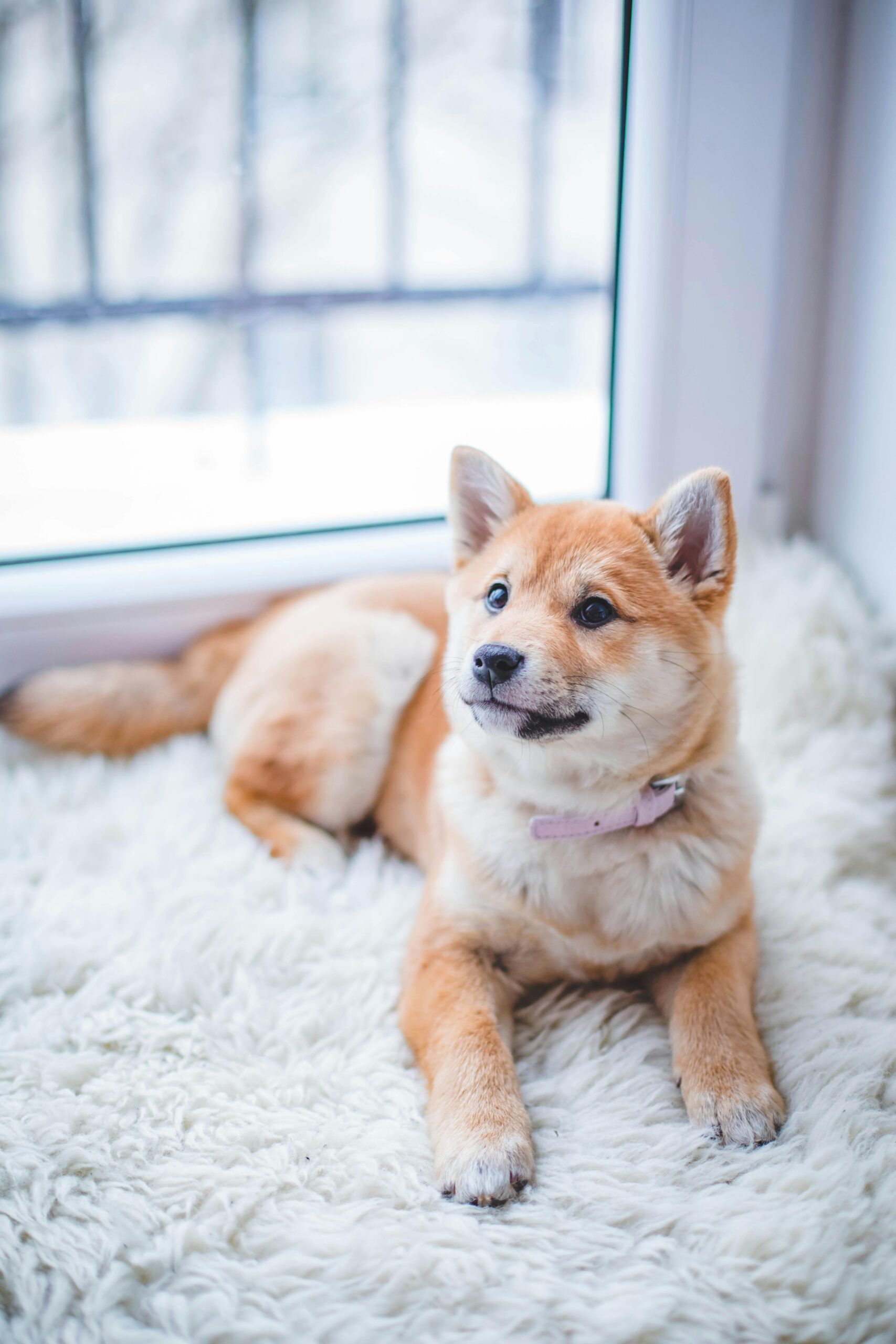 Shiba Inu puppy on white fluffy Flokati rug